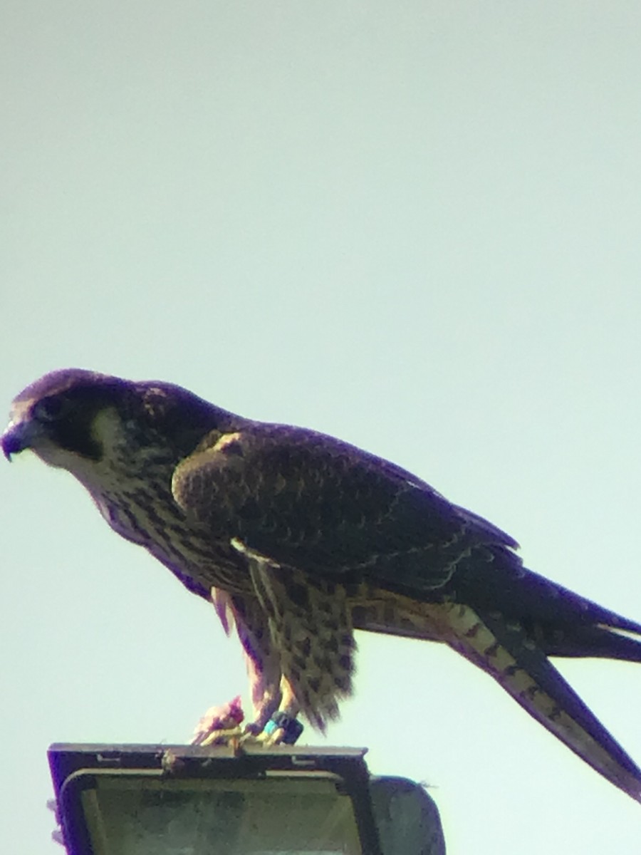 Peregrine Falcon - Thomas Wood