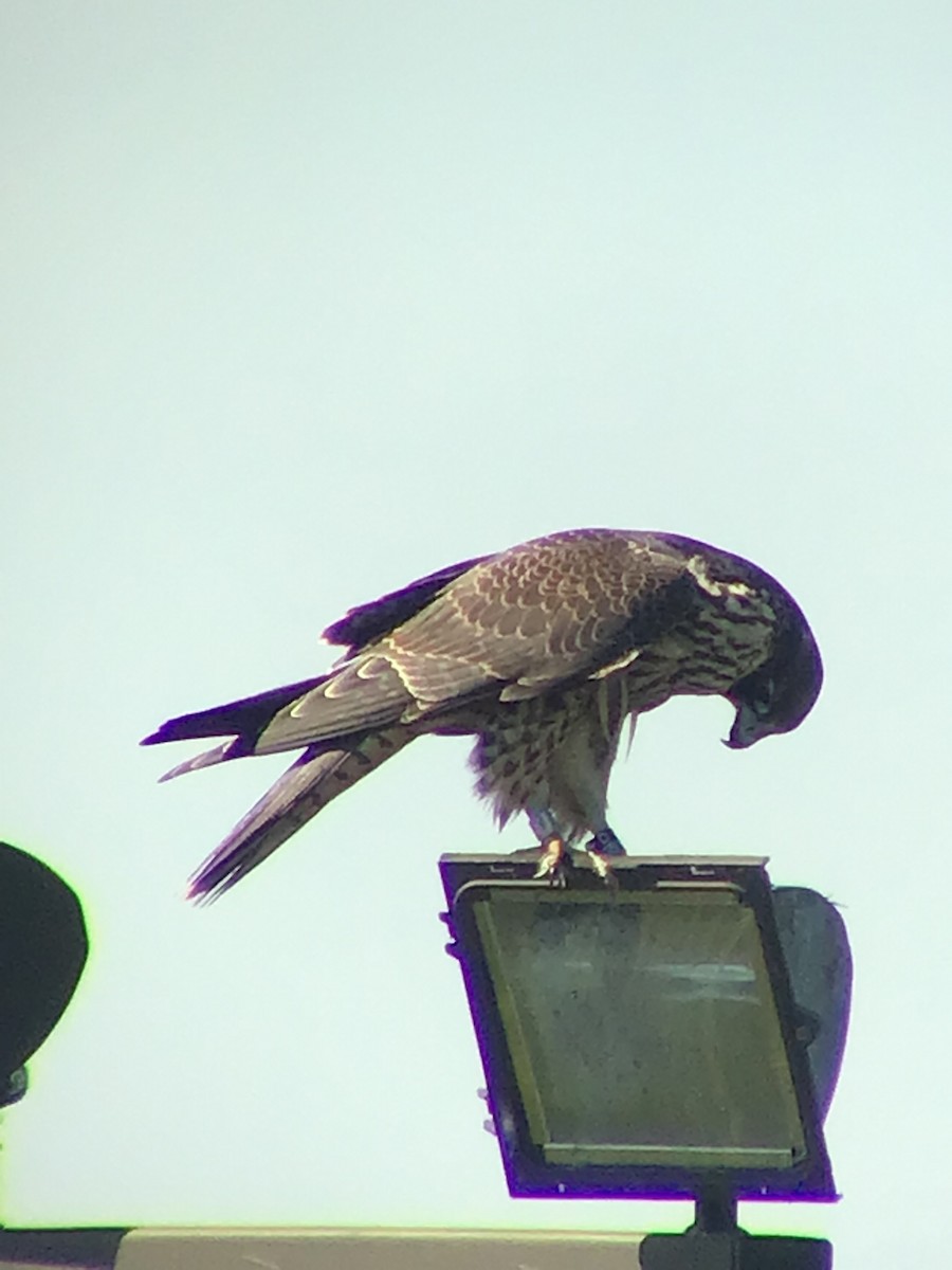 Peregrine Falcon - Thomas Wood