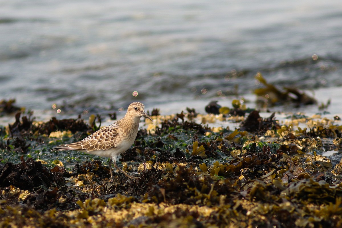 Baird's Sandpiper - Marie O'Shaughnessy