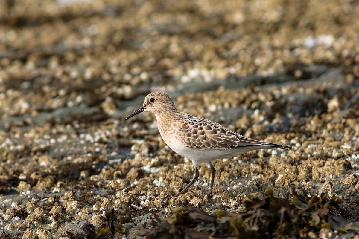 Baird's Sandpiper - Marie O'Shaughnessy