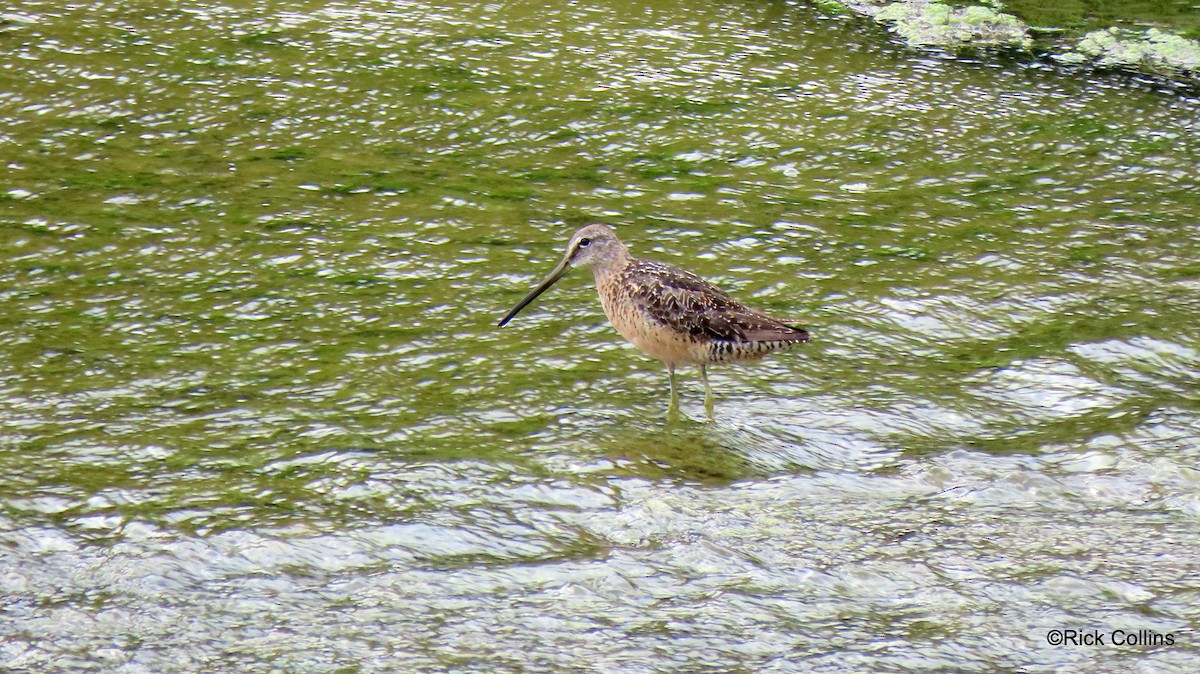 Bécassin à long bec - ML361001991