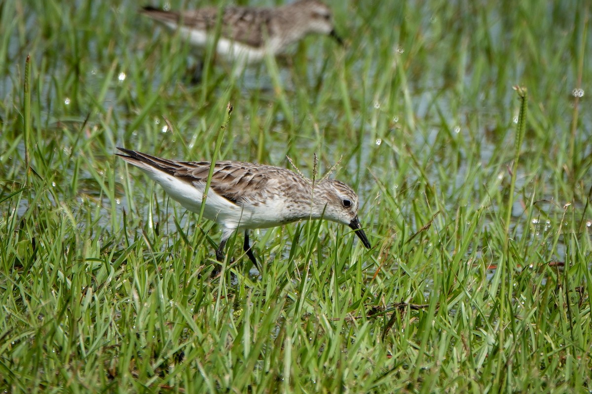 Semipalmated Sandpiper - ML361002081