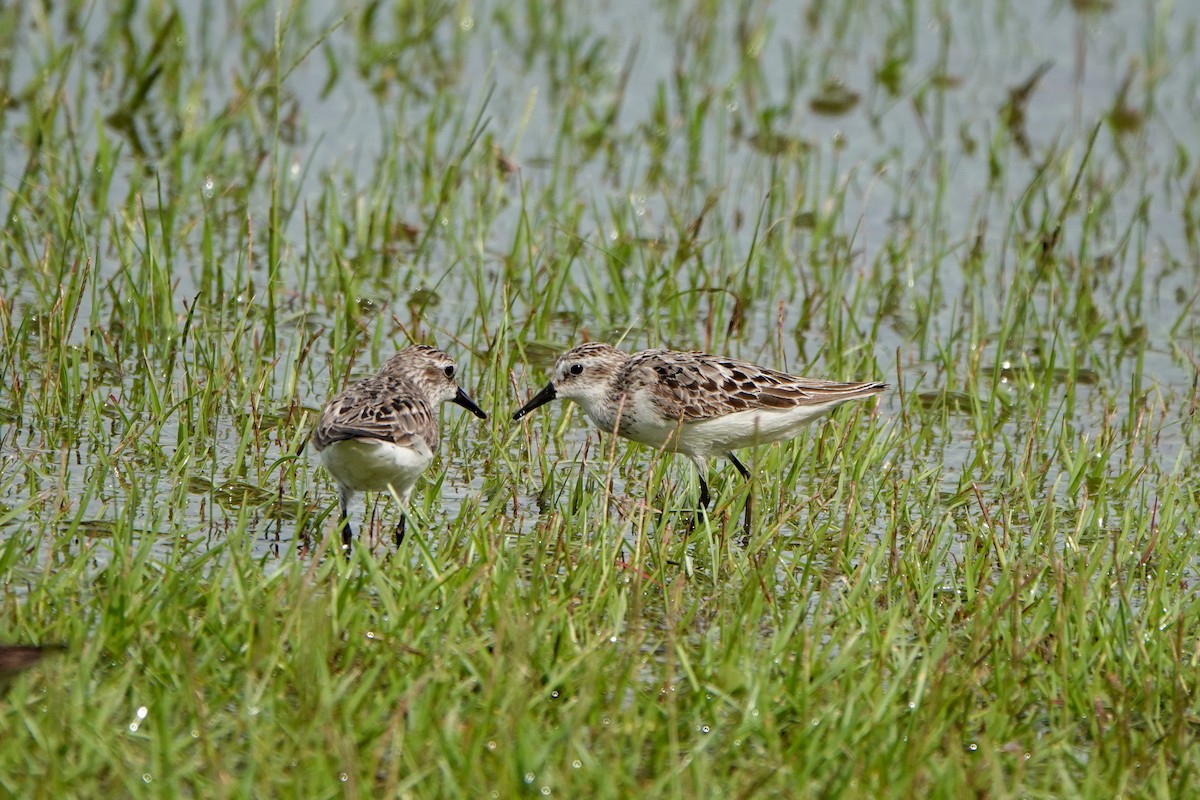 Semipalmated Sandpiper - ML361002091