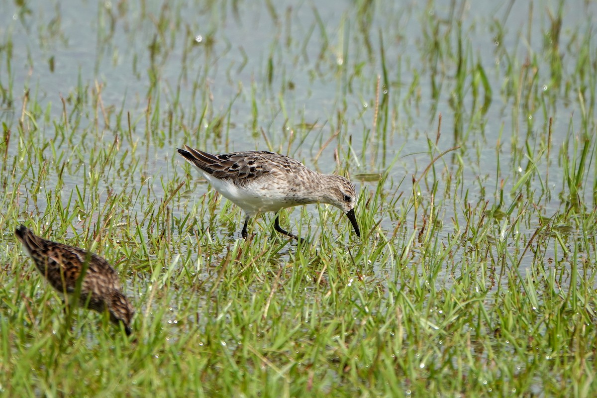 Semipalmated Sandpiper - ML361002111