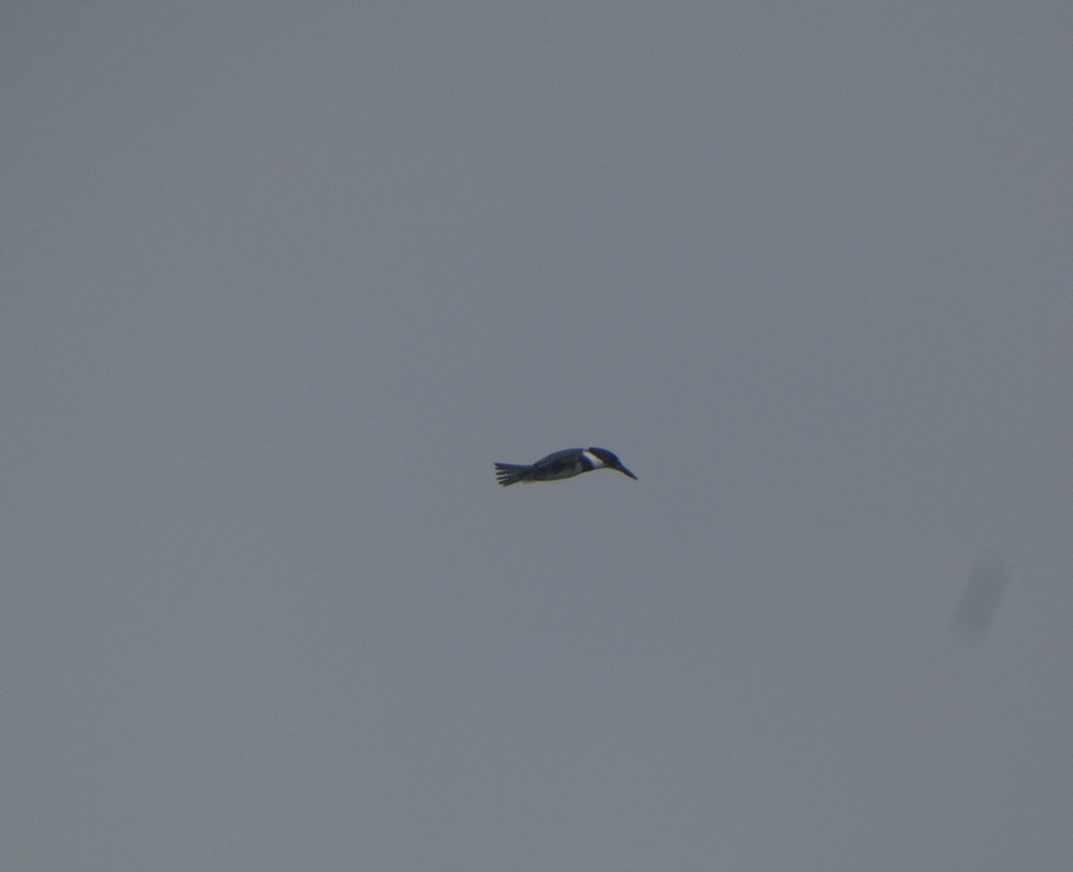 Belted Kingfisher - Marjorie Fergusson