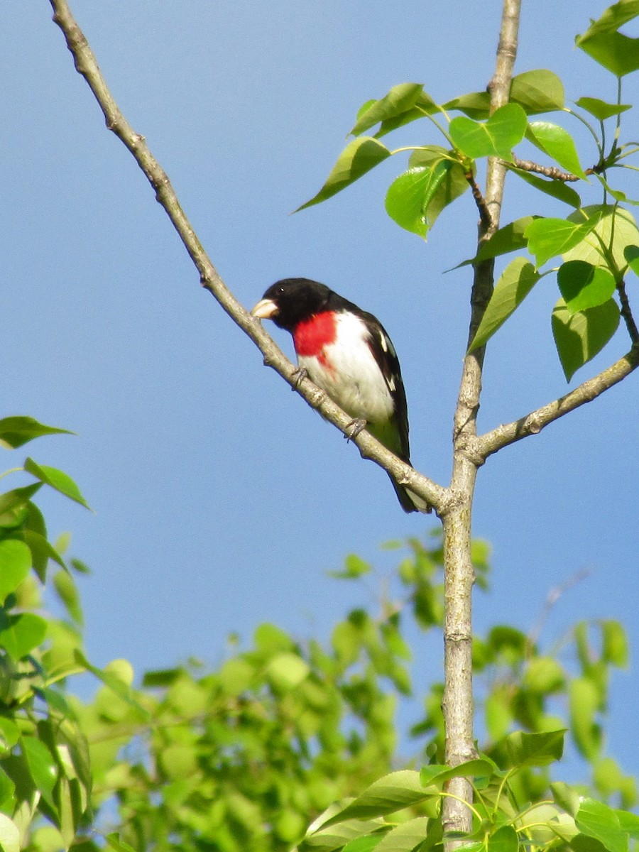 Rose-breasted Grosbeak - ML361005891