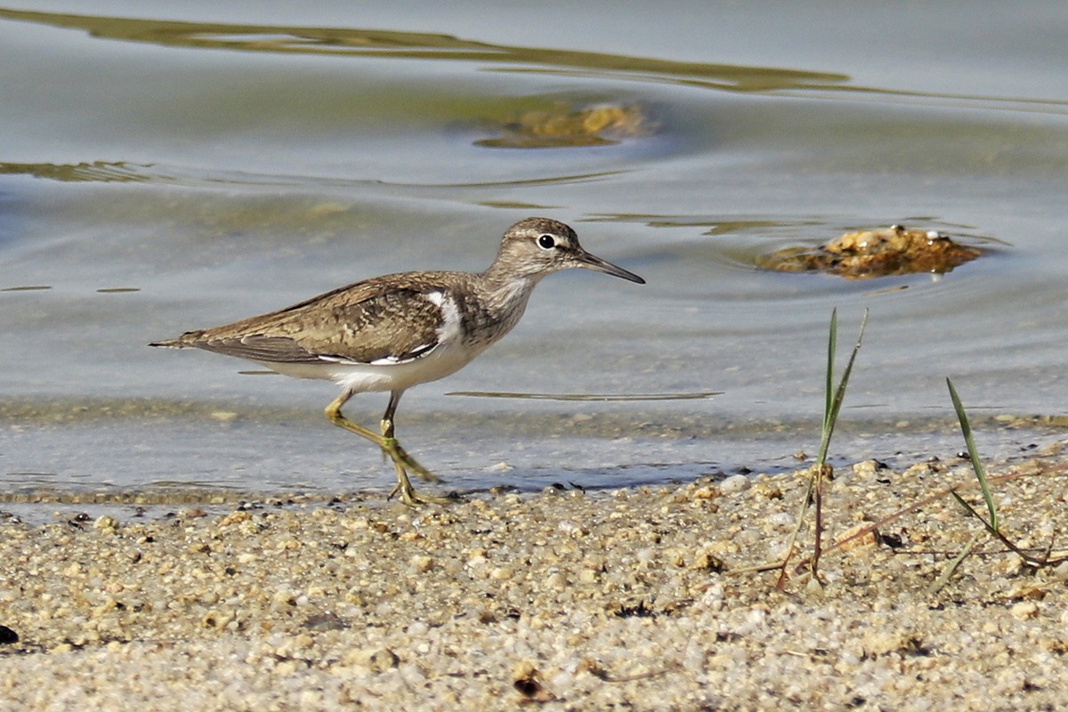 Common Sandpiper - ML361008681