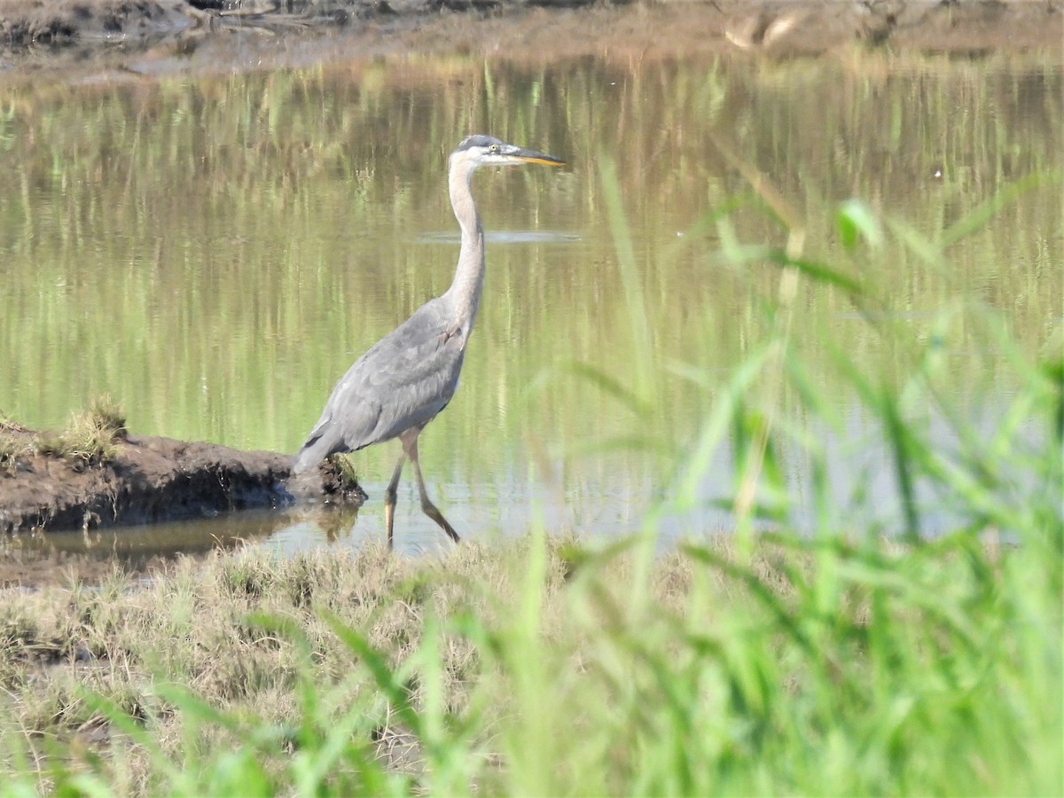 Great Blue Heron - ML361009471