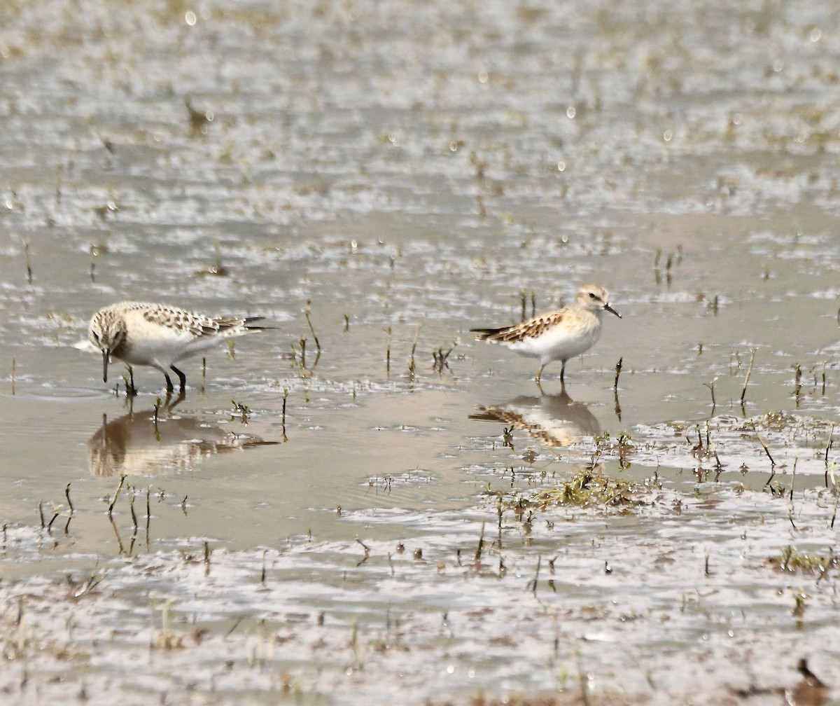 Least Sandpiper - ML361009791