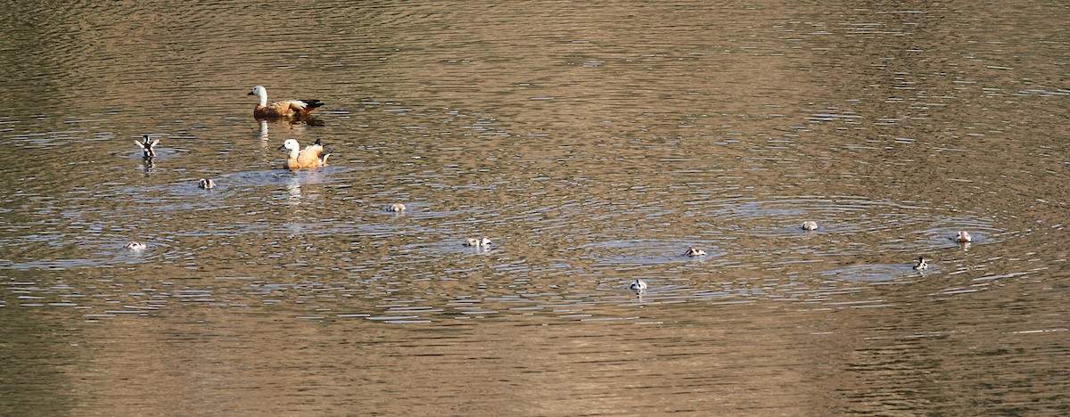 Ruddy Shelduck - ML361009821