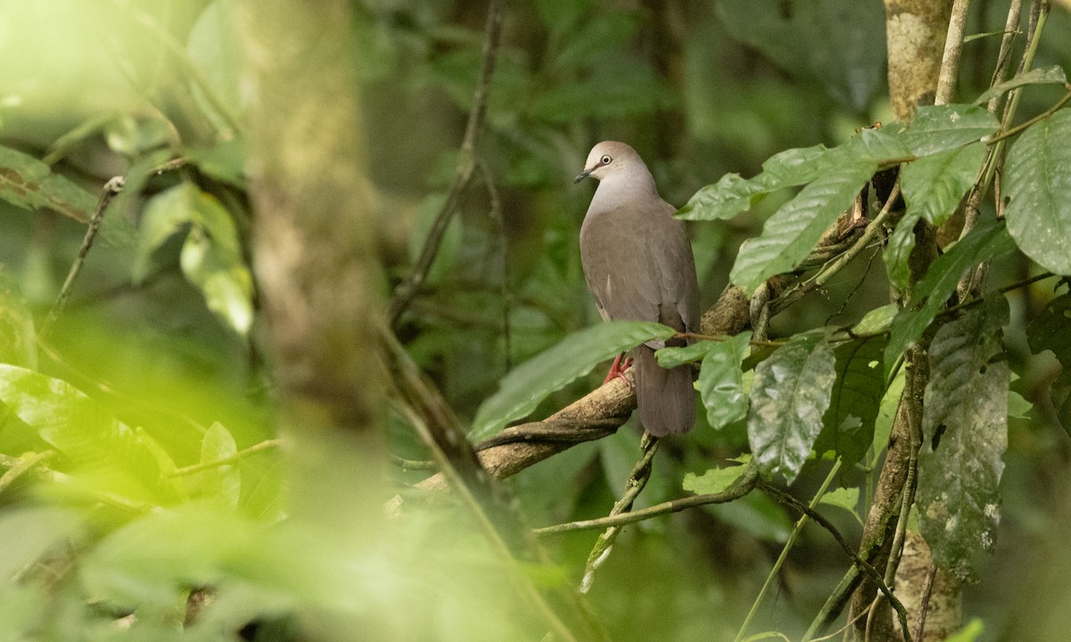 Gray-chested Dove (cassinii) - ML361009931