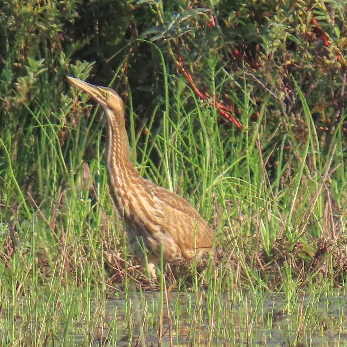 American Bittern - ML361010931