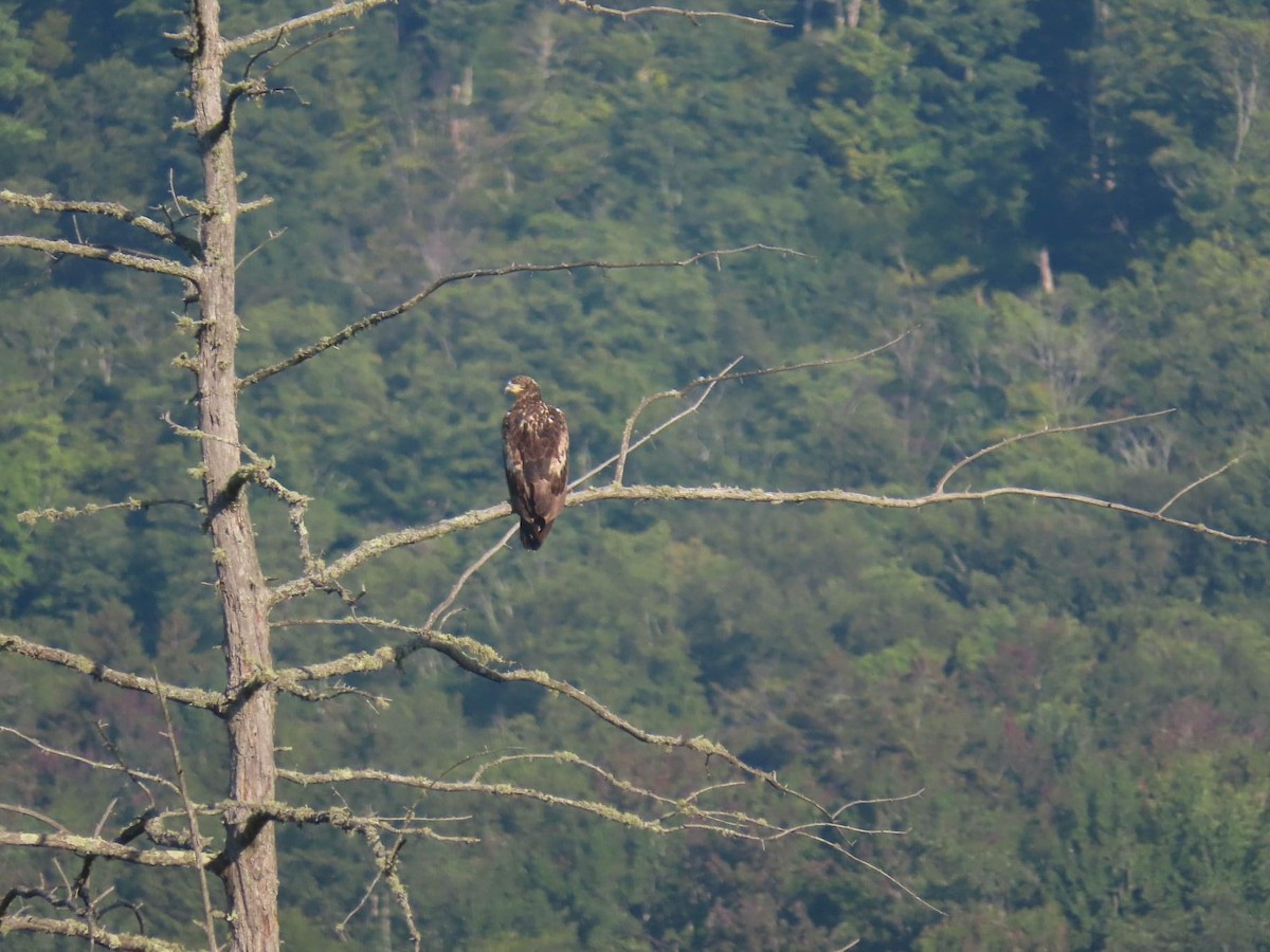 Bald Eagle - ML361010961