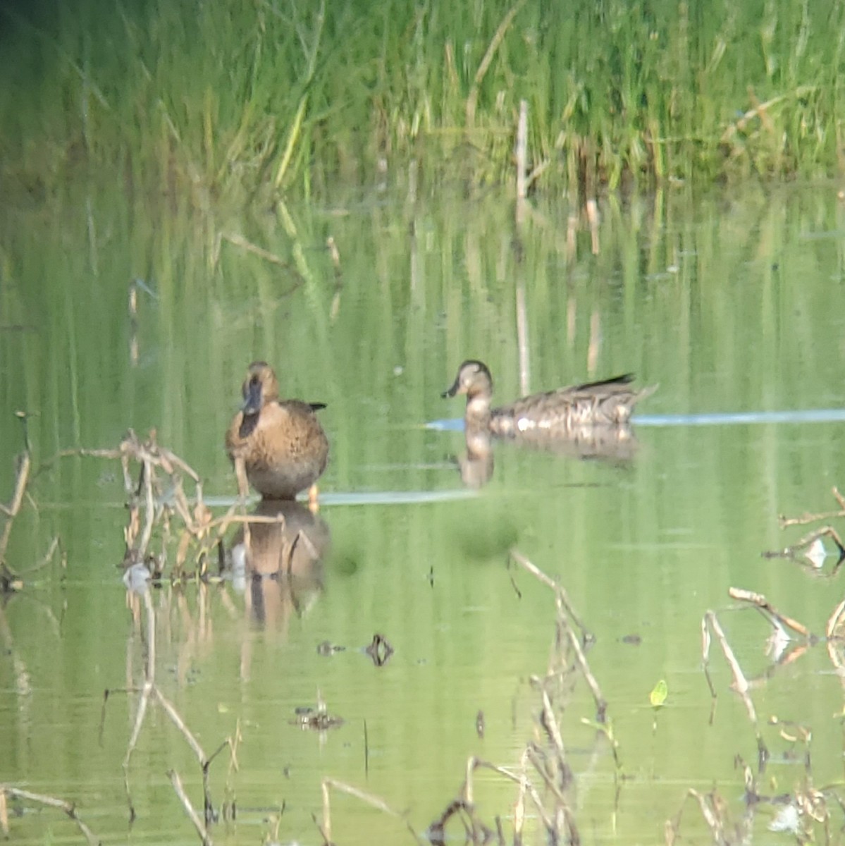 Cinnamon Teal - ML361014481