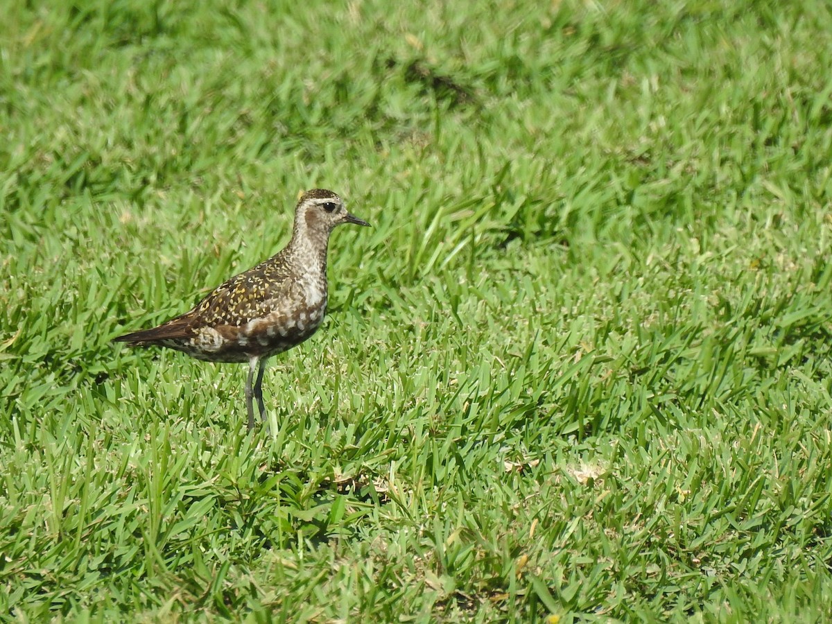 American Golden-Plover - ML361016741