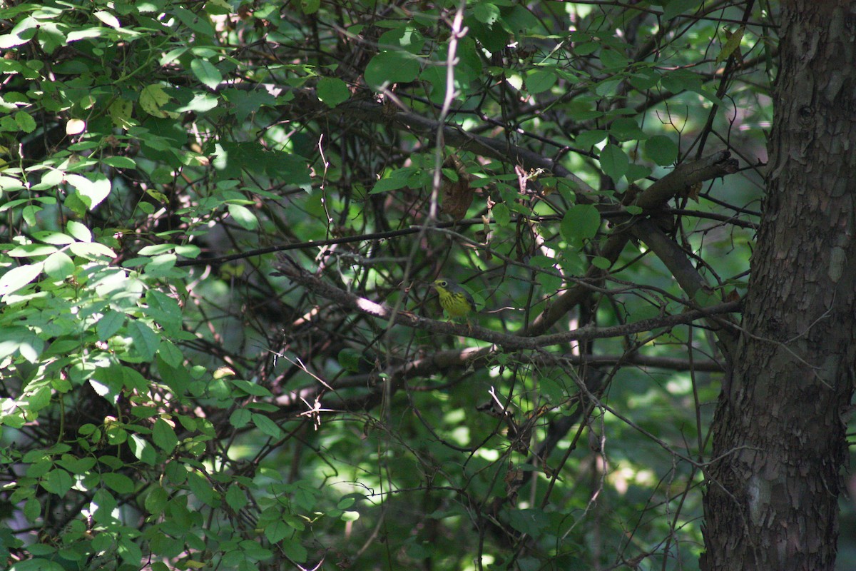 Canada Warbler - ML361018661