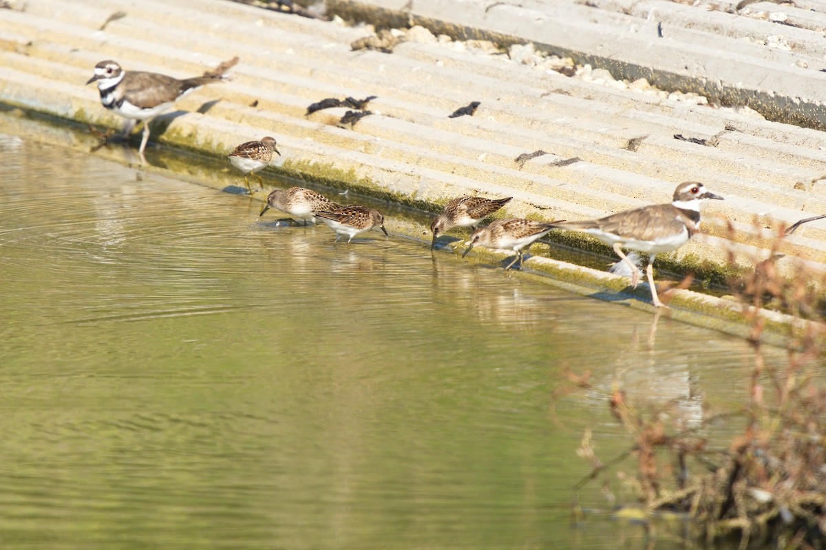 Killdeer - Ken Faucher