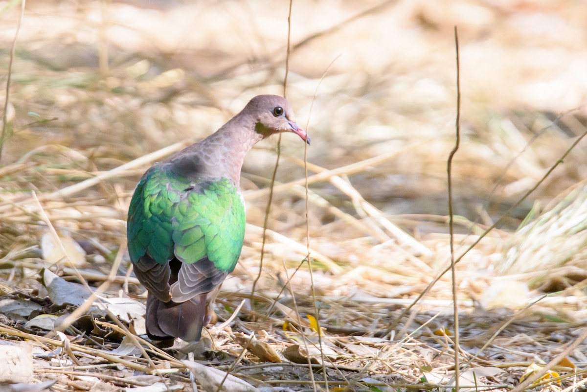 Pacific Emerald Dove - ML361020151