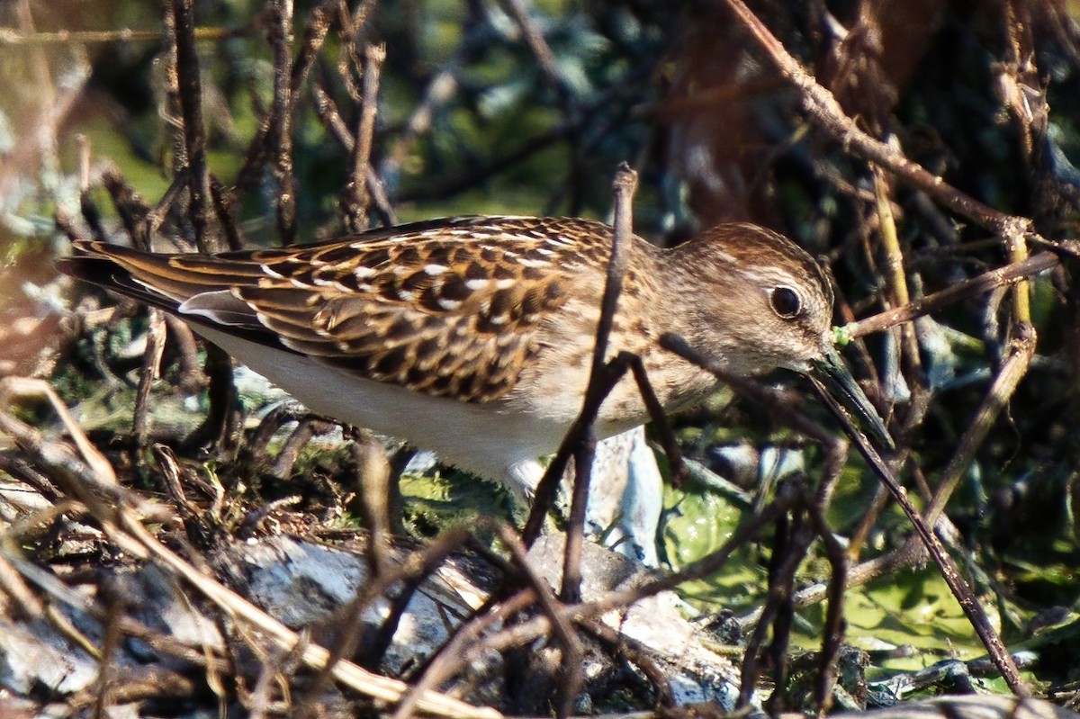 Least Sandpiper - Ken Faucher