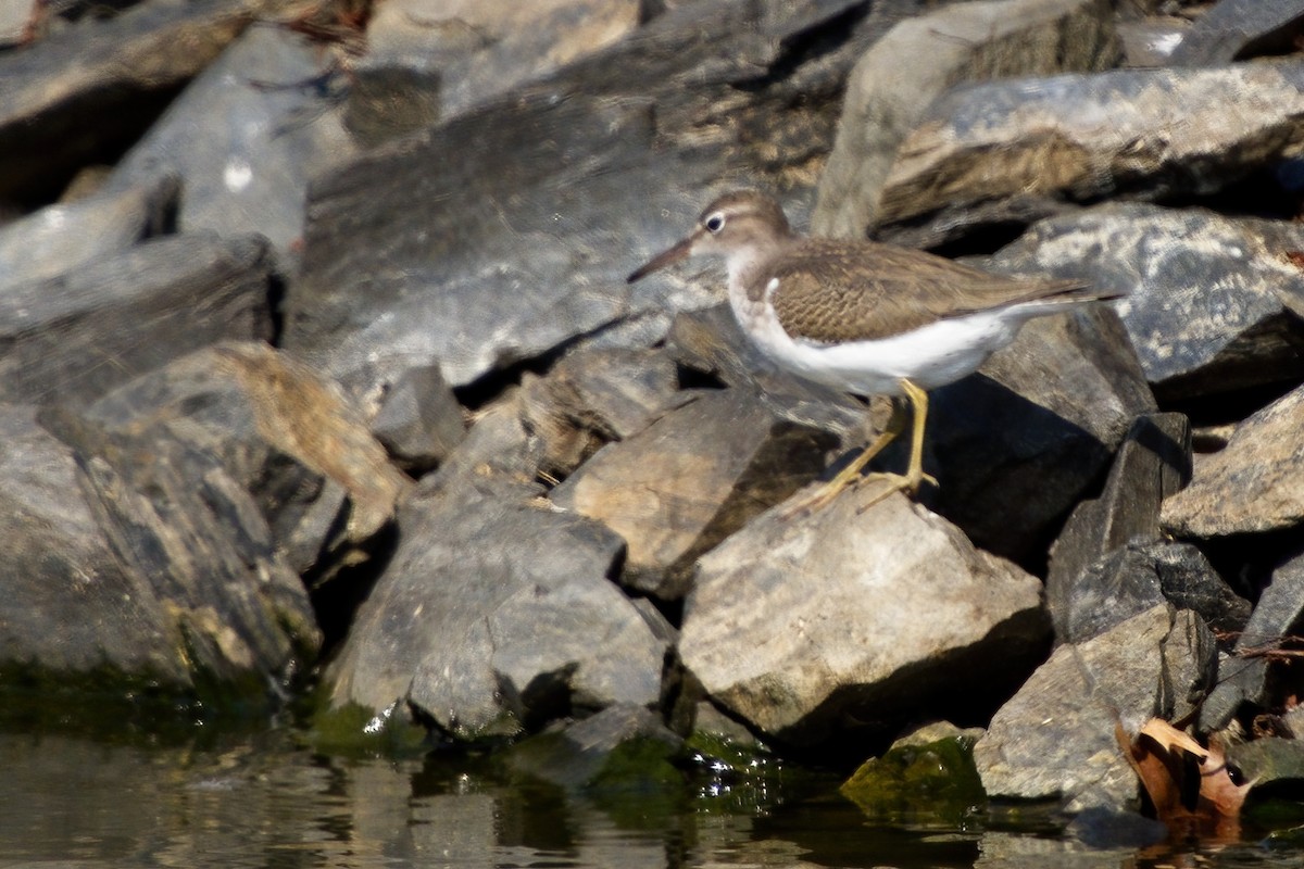 Spotted Sandpiper - ML361020281