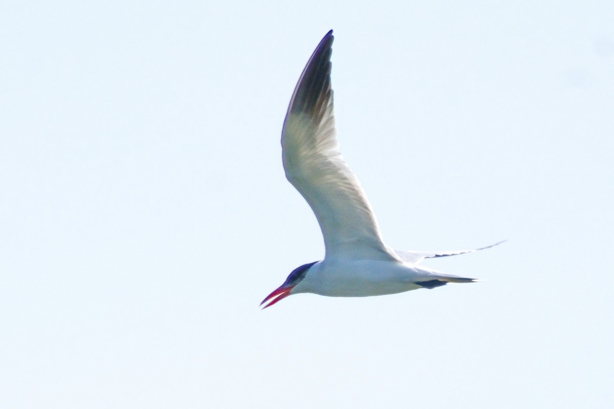 Caspian Tern - ML361020381