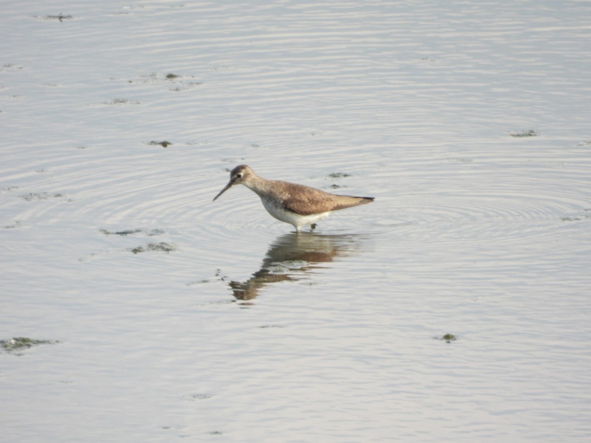 Solitary Sandpiper - Fritz Davis