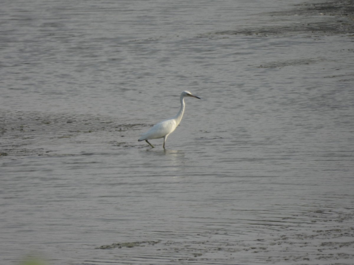 Aigrette bleue - ML361021121