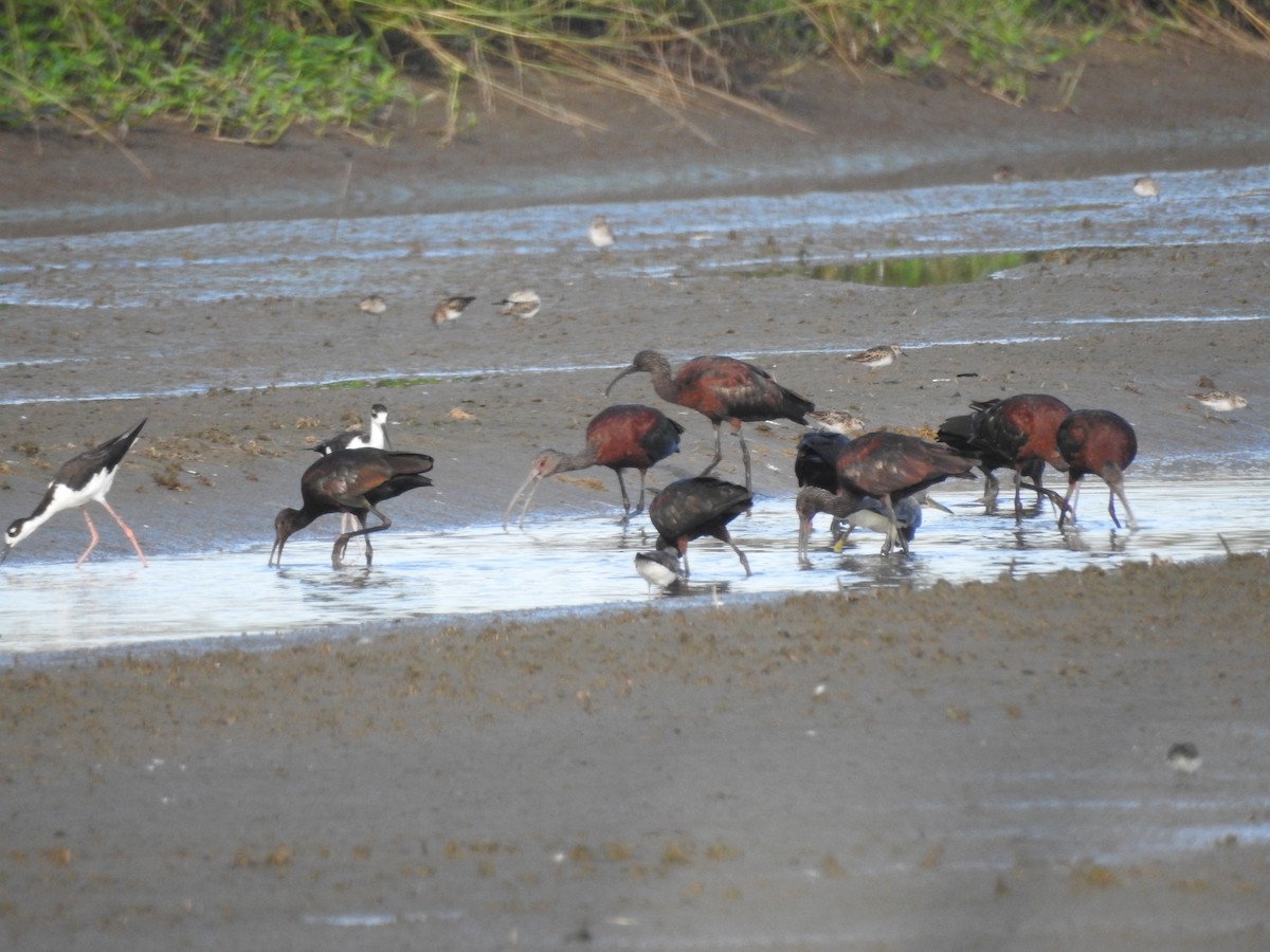 White-faced Ibis - Tad Guidry