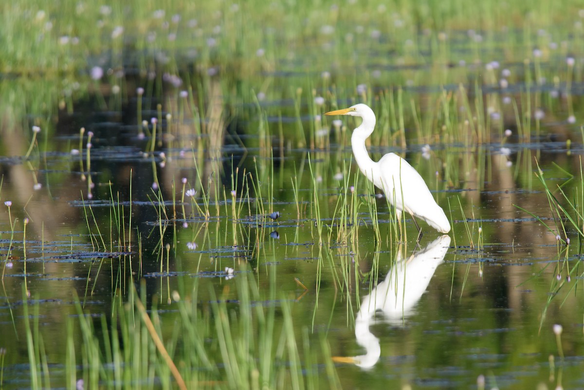 Great Egret - ML361021351