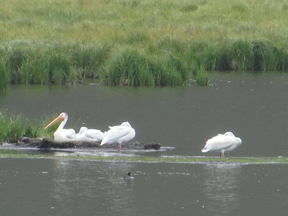 American White Pelican - ML361021901
