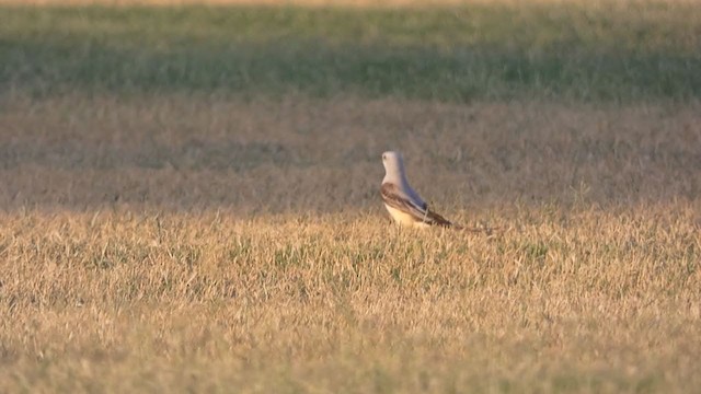 Scissor-tailed Flycatcher - ML361021981