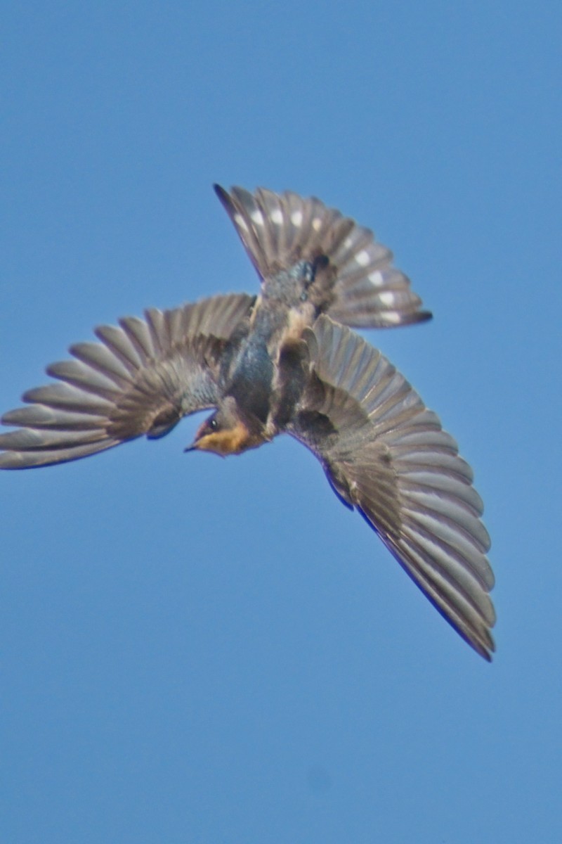 Barn Swallow - ML361023171