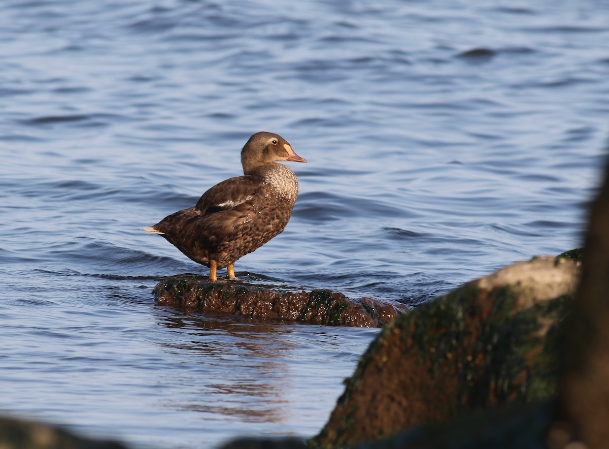 King Eider - ML361024691