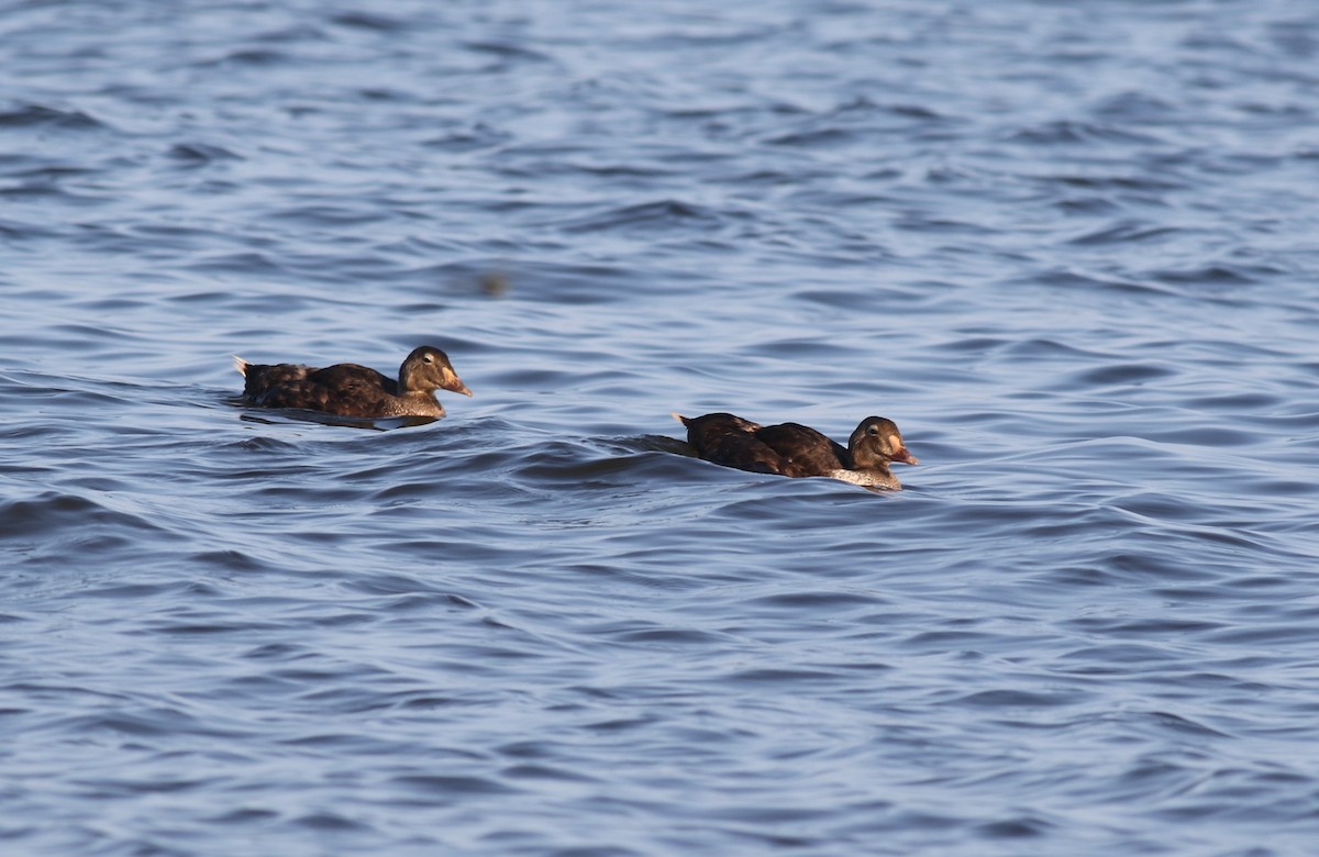 King Eider - ML361024701