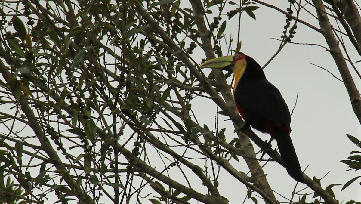 Red-breasted Toucan - ML36102631