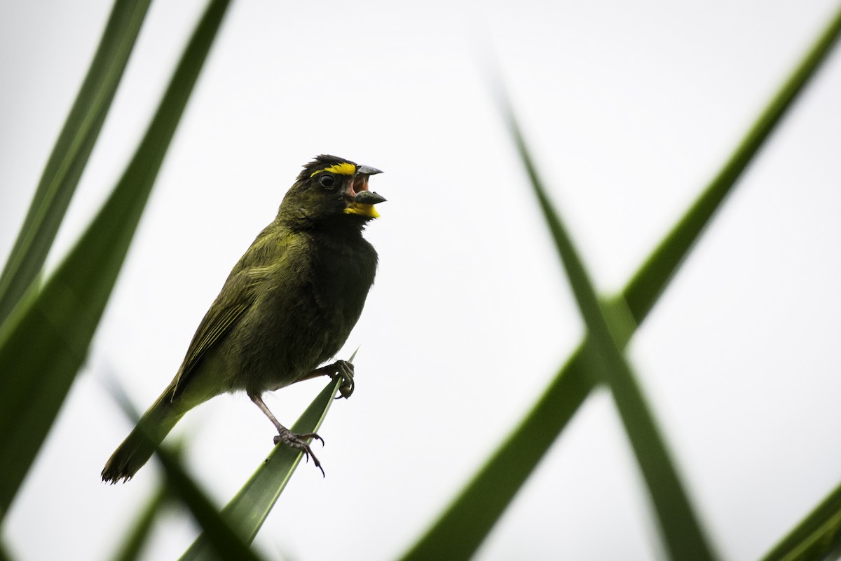 Yellow-faced Grassquit - Moises Rodriguez