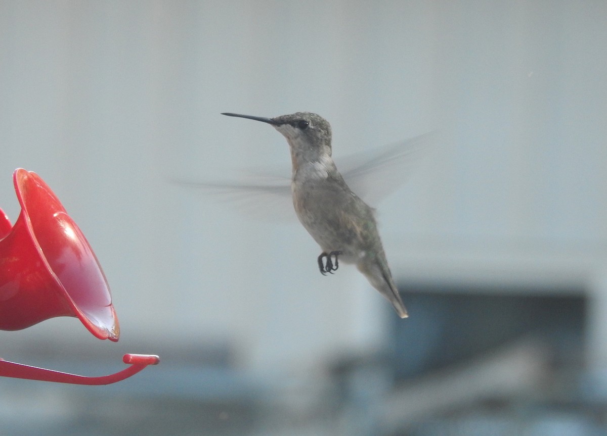 Ruby-throated Hummingbird - ML361029141