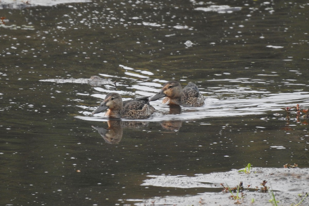 Cinnamon Teal - ML361029781