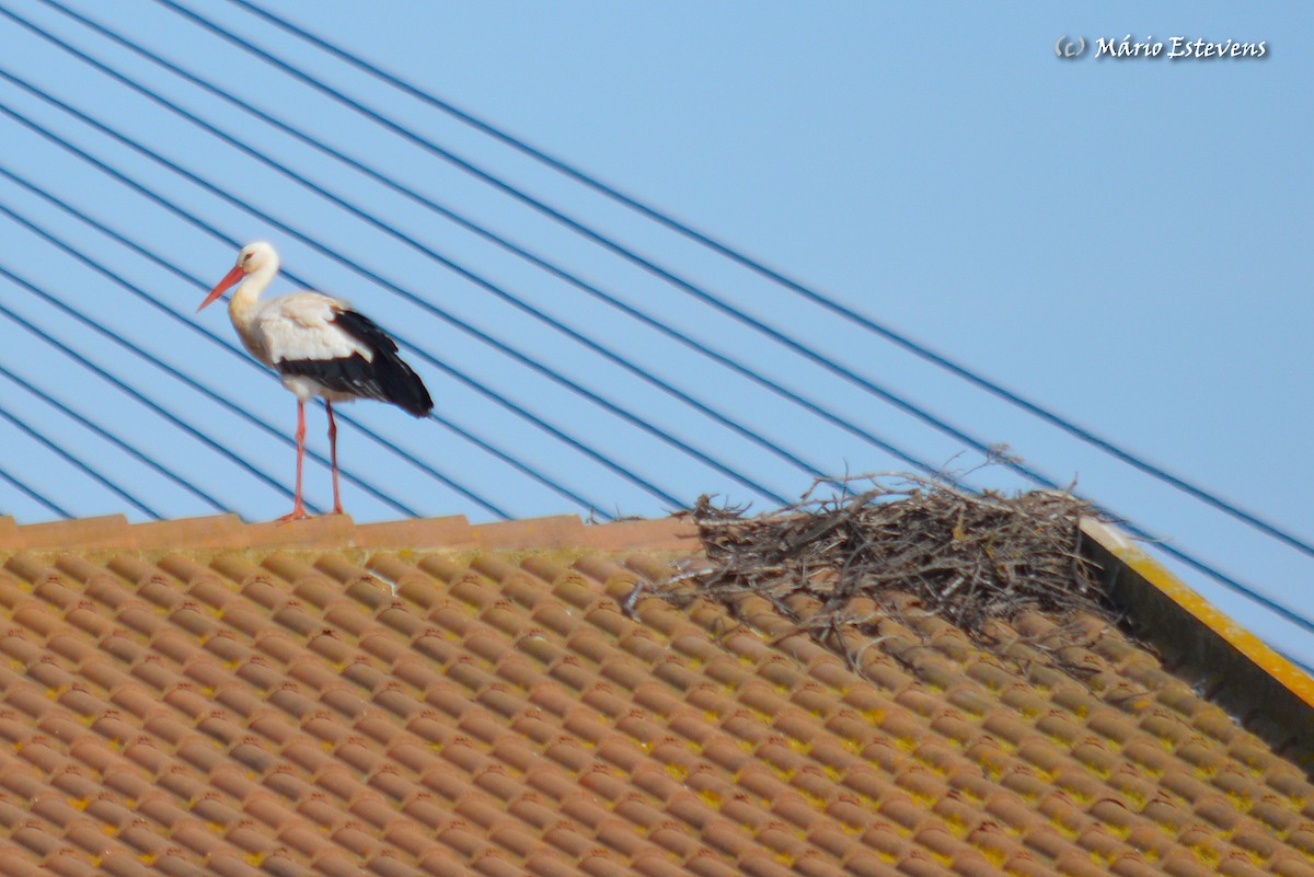 White Stork - Mário Estevens