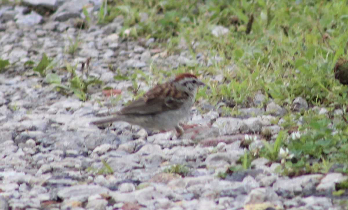 Chipping Sparrow - ML361031141