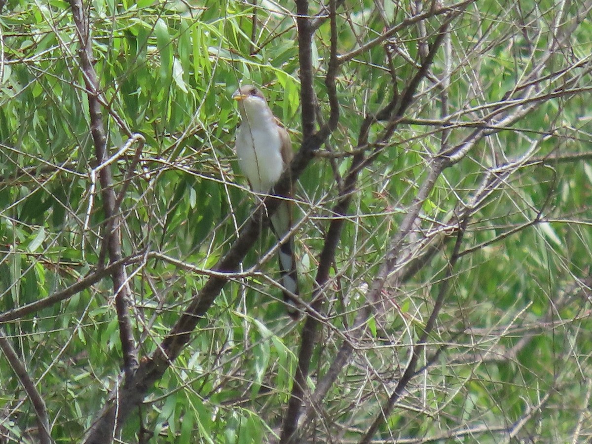 Yellow-billed Cuckoo - ML361031241