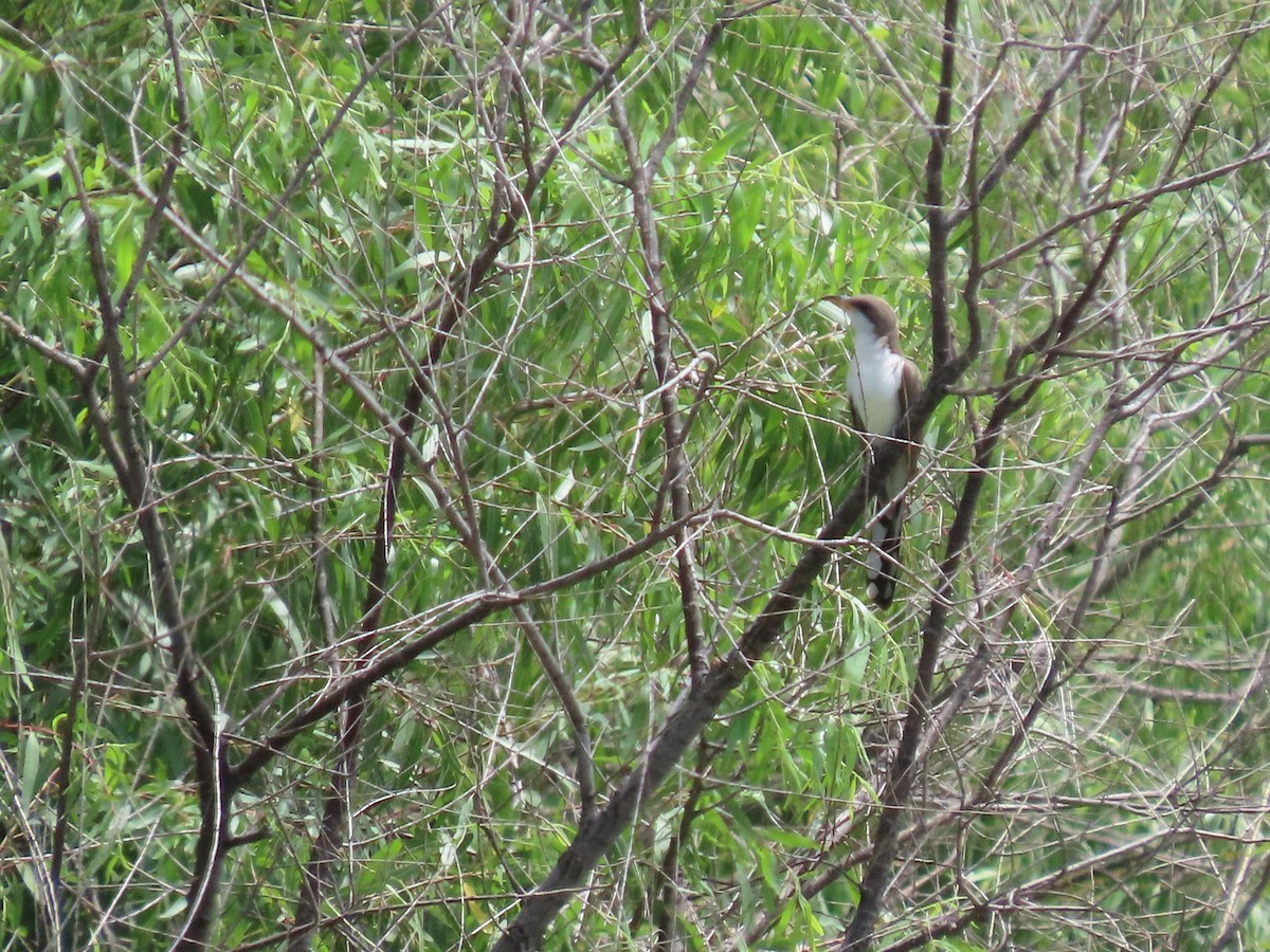 Yellow-billed Cuckoo - ML361031251