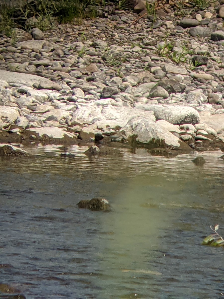 Least Sandpiper - ML361031701