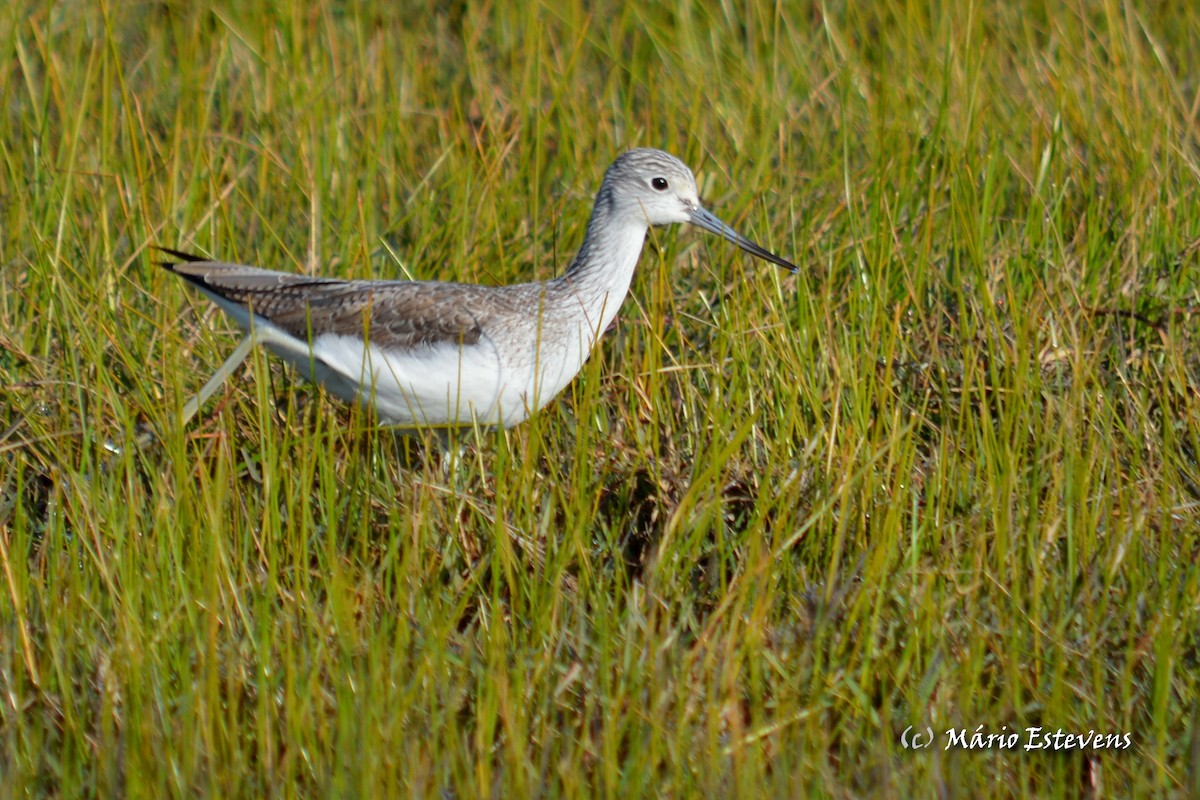 Common Greenshank - Mário Estevens