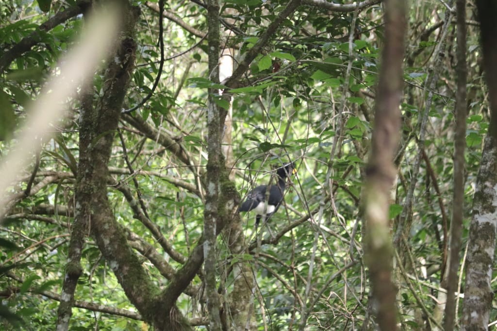 Great Curassow - ML361031901