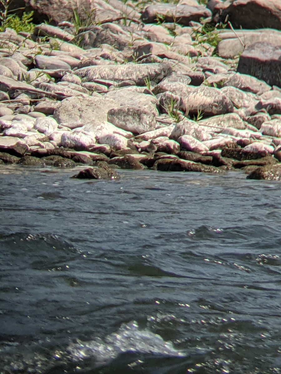 Least Sandpiper - ML361032021