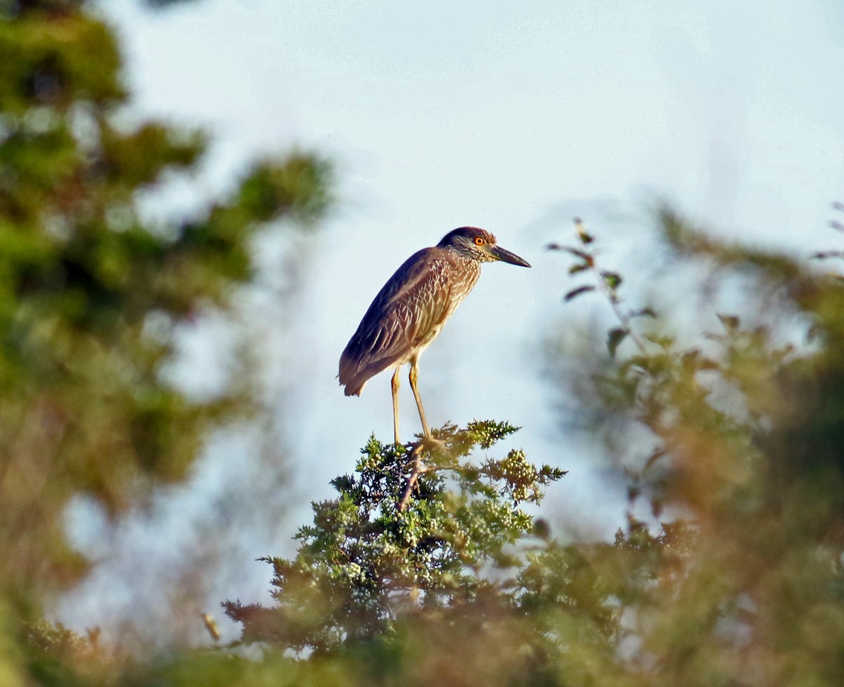 Yellow-crowned Night Heron - ML361032561