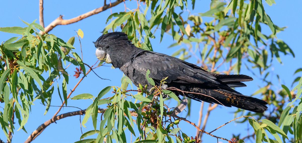 Red-tailed Black-Cockatoo - ML361032581