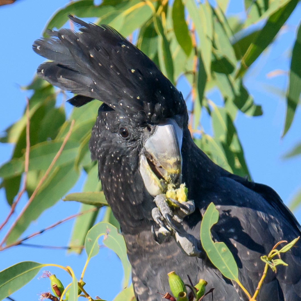 Red-tailed Black-Cockatoo - ML361032591