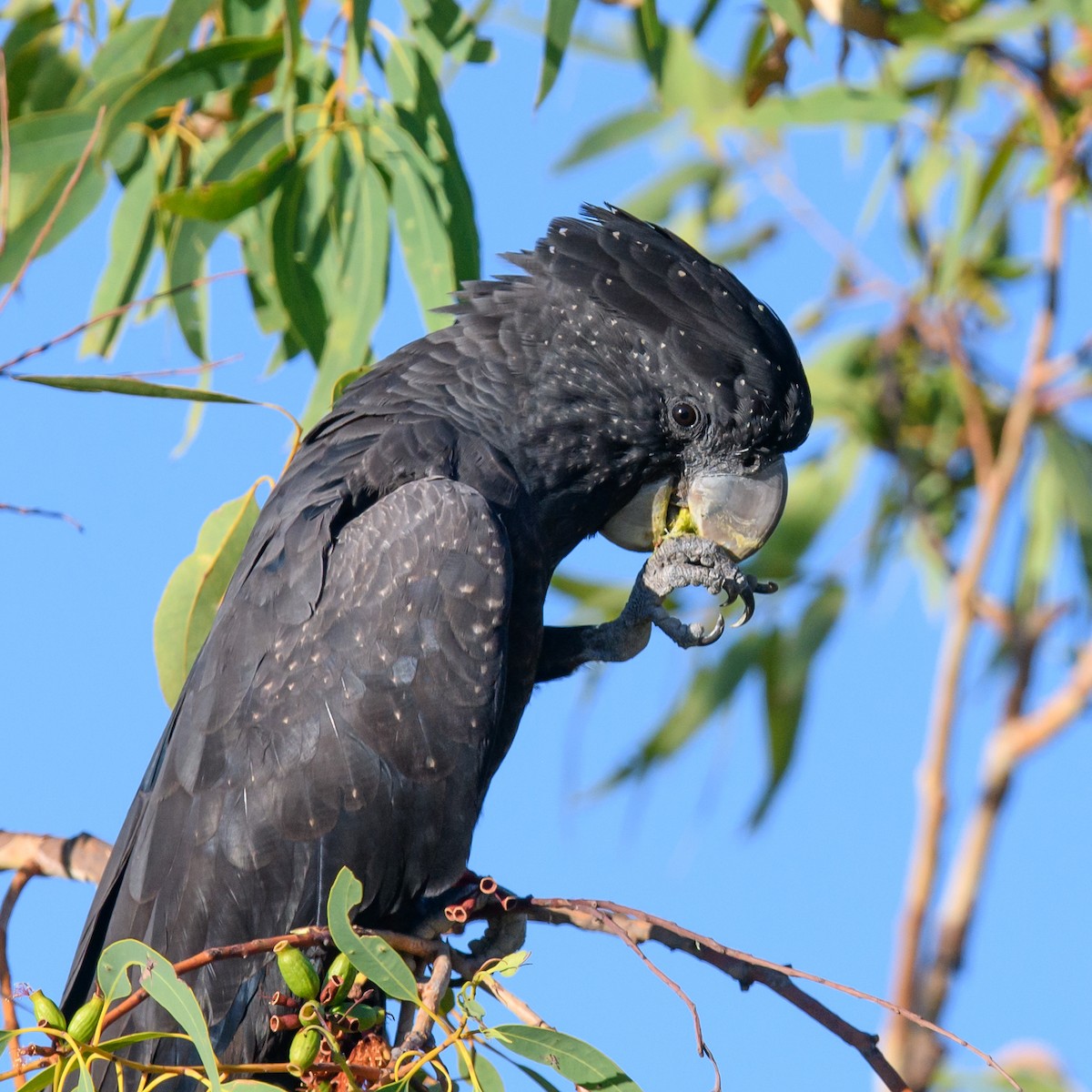 Red-tailed Black-Cockatoo - ML361032601